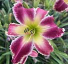 Big Cats Don&rsquo;t Cry